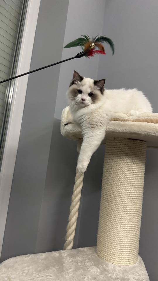 /images/Galeria/Ragdoll Rajongók Rezidenciája/42 Balázs Jámbor.jpg